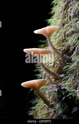 Drei kleine hinterleuchtete Pilze, die auf einem moosigen Baumstamm wachsen - Pisgah National Forest, Brevard, North Carolina, USA Stockfoto