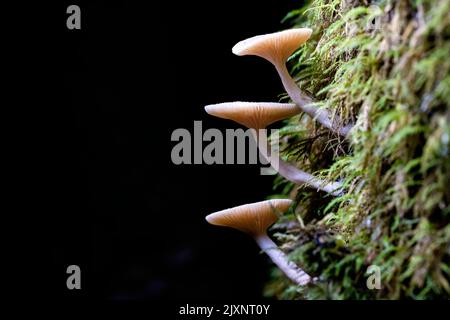 Drei kleine hinterleuchtete Pilze, die auf einem moosigen Baumstamm wachsen - Pisgah National Forest, Brevard, North Carolina, USA Stockfoto