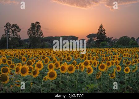 Sonnenblumenfeld in Tarquinia bei Sonnenuntergang Stockfoto