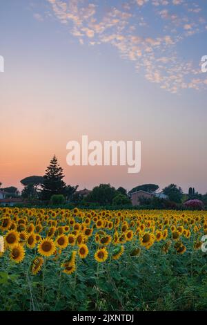 Sonnenblumenfeld in Tarquinia bei Sonnenuntergang Stockfoto