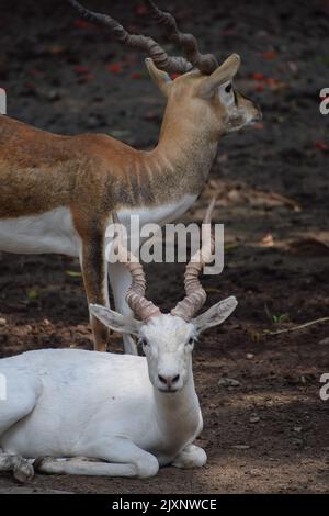 Weißer Schwarzer Hirschbock im Zoo, in Indien gefunden. Stockfoto