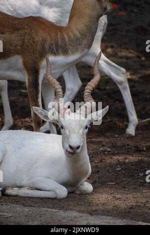 Weißer Schwarzer Hirschbock im Zoo, in Indien gefunden. Stockfoto