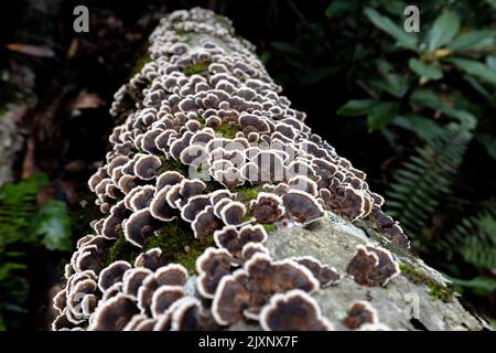 Nahaufnahme des Turkey Tail Mushroom (Trametes versicolor) - Pisgah National Forest, in der Nähe von Brevard, North Carolina, USA [geringe Schärfentiefe] Stockfoto