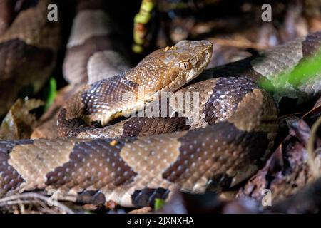 Nahaufnahme des östlichen Kupferkopfes (Agkistrodon contortrix) - Pisgah National Forest, Brevard, North Carolina, USA Stockfoto