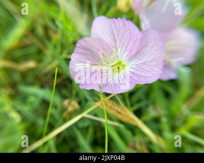 Eine Nahaufnahme von rosa Nachtkerzenblüten auf einem Feld mit verschwommenem Hintergrund Stockfoto