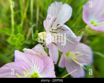 Eine Nahaufnahme von rosa Nachtkerzenblüten auf einem Feld mit verschwommenem Hintergrund Stockfoto