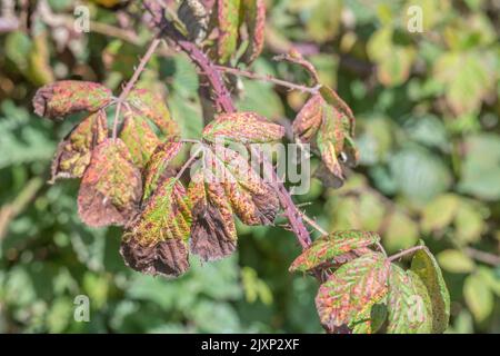 Nahaufnahme eines lebhaft gefärbten Bramble-Blattes mit vermutlich violettem Bramble-Rost, der durch den Pilz Phragmidium violaceum verursacht wird. Pflanzenkrankheit. Stockfoto