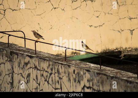 Ein Rotschnabel-Star mit einem anderen Vogel, der auf einem Metallmast in Deyang, China, thront Stockfoto