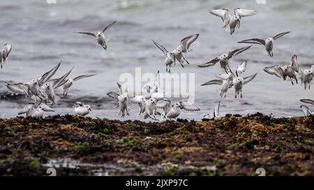 Schar von Sanderlingen, die bei Ebbe auf den Felsen der portugiesischen Küste landeten Stockfoto