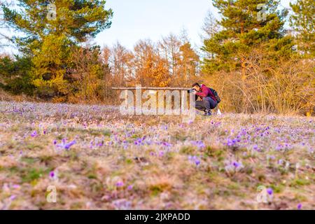 Die junge Fotografin fotografiert die Pulsatilla-Blüte auf der Wiese im Naturreservat Kamenny vrch in Brünn. Sonnenuntergang nach der Ruhe Stockfoto