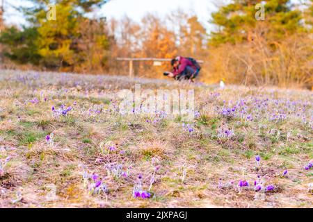 Die junge Fotografin fotografiert die Pulsatilla-Blüte auf der Wiese im Naturreservat Kamenny vrch in Brünn. Sonnenuntergang nach der Ruhe Stockfoto