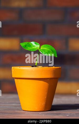 Der junge Baobab (lateinischer Name Adansonia Digitata) wächst im Topf. Grünes Blatt exotischer Pflanze, die natürlich auf Madagaskar wächst. Braun und Stockfoto