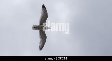 Eine Möwe fliegt in einem bewölkten Himmel. Bedecktem, grauem Himmel. Weißer Vogel, der unter Wolken fliegt Stockfoto