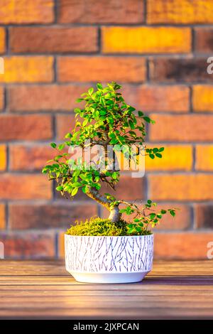 Bonsai (Carpinus-Baum) im weißen Topf wird auf braunem Backstein-Hintergrund platziert. Kleiner Zen-Baum mit grünen Blättern und verdrehtem Stamm. Schöne Pflanze für h Stockfoto