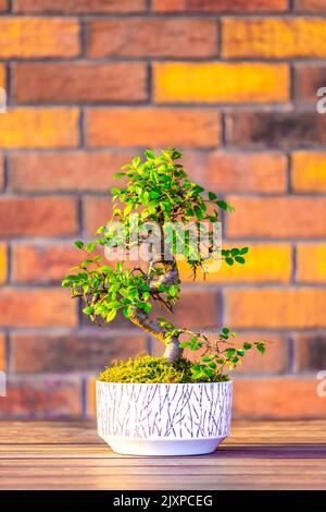 Bonsai (Carpinus-Baum) im weißen Topf wird auf braunem Backstein-Hintergrund platziert. Kleiner Zen-Baum mit grünen Blättern und verdrehtem Stamm. Schöne Pflanze für h Stockfoto