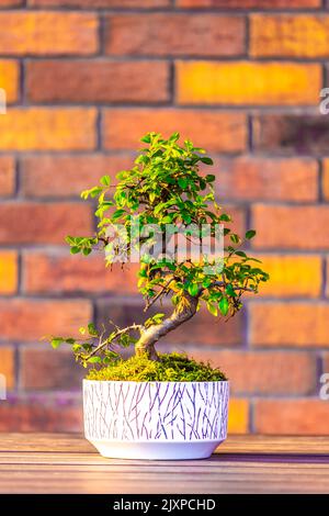 Bonsai (Carpinus-Baum) im weißen Topf wird auf braunem Backstein-Hintergrund platziert. Kleiner Zen-Baum mit grünen Blättern und verdrehtem Stamm. Schöne Pflanze für h Stockfoto