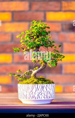 Bonsai (Carpinus-Baum) im weißen Topf wird auf braunem Backstein-Hintergrund platziert. Kleiner Zen-Baum mit grünen Blättern und verdrehtem Stamm. Schöne Pflanze für h Stockfoto