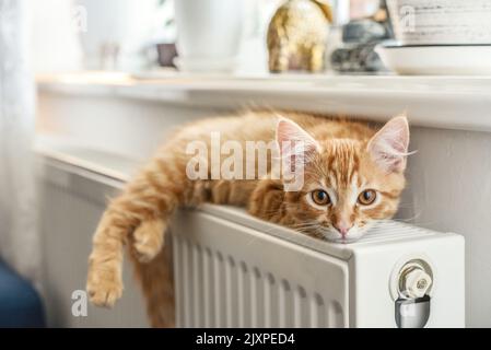 Niedliches kleines Ingwer-Kätzchen mit bernsteinfarbenen Augen, die sich auf dem warmen Heizkörper aus der Nähe entspannen Stockfoto