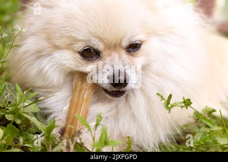 Pommern-Hund kaut einen Knochen auf grünem Grashintergrund. Stockfoto