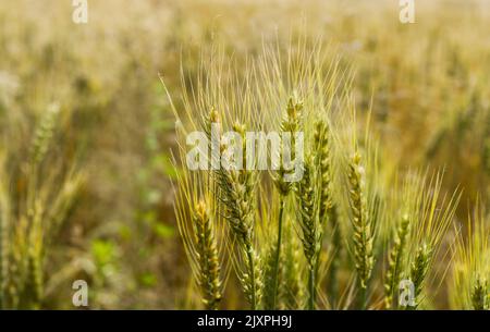 Weizenfeld mit goldenen Stacheletts aus der Nähe Stockfoto