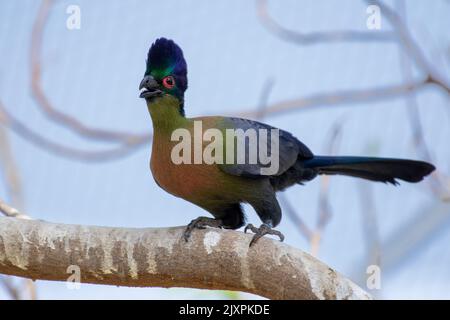 Purpurpurner Haubenturaco (Tauraco porphyreolophus), der auf einem Ast im Wald thront. Swasiland-Nationalvogel. Stockfoto