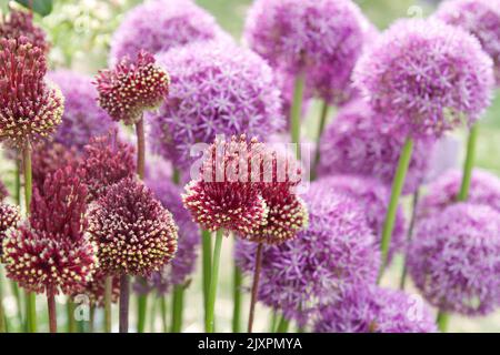 Allium 'Red Mohican', eine Zierzwiebel, blühend Stockfoto