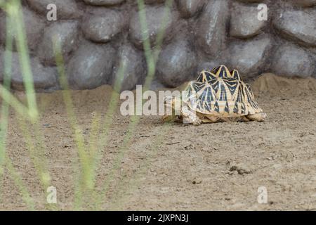 Indische Sternschildkröte (Geochelone elegans) läuft hinter einem Felsen in Indien, Pakistan oder Sri Lanka. Stockfoto