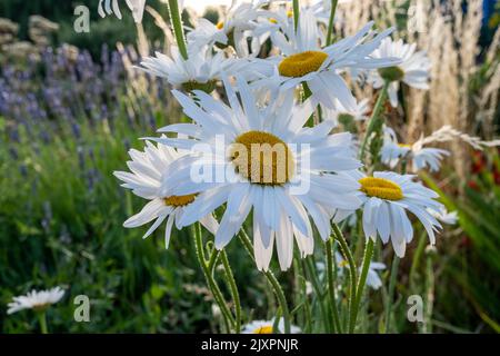 Prarie-ähnliche Bepflanzung mit shasta-Gänseblümchen und Gräsern im Abendlicht. Stockfoto