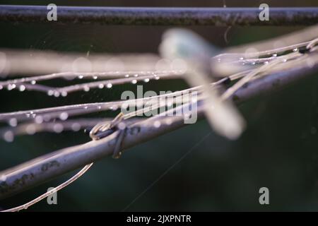 Am frühen Morgen fängt das Sonnenlicht Regentropfen auf einer Wäscheleine auf. Kreativ. Stockfoto