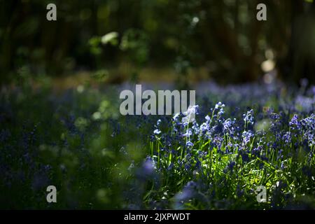 Bluebells werden im Wald im Epping Forest nordöstlich von London blüht gesehen. Stockfoto