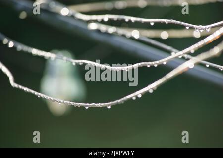 Am frühen Morgen fängt das Sonnenlicht Regentropfen auf einer Wäscheleine auf. Kreativ. Stockfoto