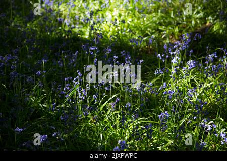 Bluebells werden im Wald im Epping Forest nordöstlich von London blüht gesehen. Stockfoto