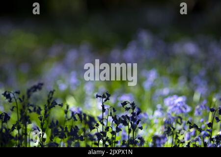 Bluebells werden im Wald im Epping Forest nordöstlich von London blüht gesehen. Stockfoto