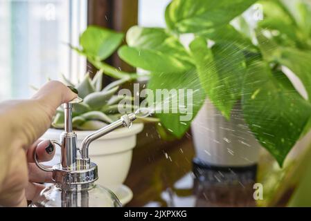 Nahaufnahme einer weiblichen Hand, die Wasser auf Blätter von Zimmerpflanzen sprüht Stockfoto