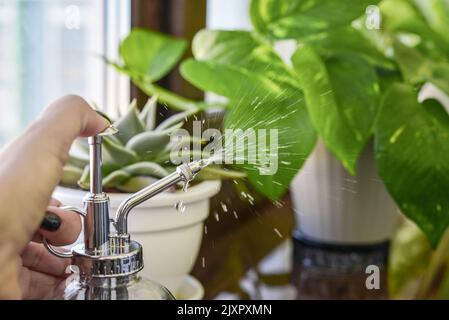 Nahaufnahme einer weiblichen Hand, die Wasser auf Blätter von Zimmerpflanzen sprüht Stockfoto
