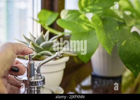 Nahaufnahme einer weiblichen Hand, die Wasser auf Blätter von Zimmerpflanzen sprüht Stockfoto