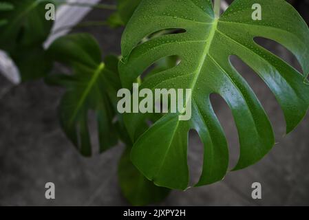Nasse Monstera deliciosa Blätter Pflanze zu Hause in der Nähe Stockfoto