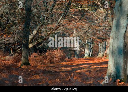 Wald der Buche, Fagus sylvatica, im Herbst, New Forest UK Stockfoto