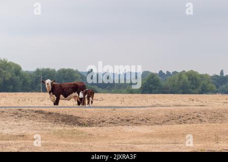 Dorney, Buckinghamshire, Großbritannien. 16.. August 2022. Eine Kuh und ihr Kalb auf der ausgetrocknten Landschaft von Dorney Common in Buckinghamshire. Nach den beiden Hitzewellen und Wochen ohne Regen wird die anhaltende Dürre für die Landwirtschaft sehr ernst. Quelle: Maureen McLean/Alamy Stockfoto