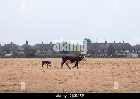 Dorney, Buckinghamshire, Großbritannien. 16.. August 2022. Eine Kuh und ihr Kalbskreuz trockneten Gras auf Dorney Common in Buckinghamshire aus. Nach den beiden Hitzewellen und Wochen ohne Regen wird die anhaltende Dürre für die Landwirtschaft sehr ernst. Quelle: Maureen McLean/Alamy Stockfoto