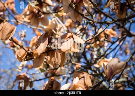 Magnolia Blossum wurde durch einen späten Frost braun, kontrastiert mit einem blauen Himmel in einem Garten in Surrey, England. Stockfoto