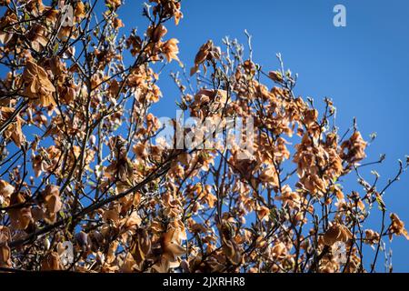 Magnolia Blossum wurde durch einen späten Frost braun, kontrastiert mit einem blauen Himmel in einem Garten in Surrey, England. Stockfoto