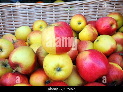 Der grüne Lebensmittelhändler Wayne Ames war erstaunt, als seine Lieferung von Pink Lady Apples eine Nachbildung des Apple aus Snow White mit einer grünen Wange und einer rosigen Wange auftauchten. Die Königin verkleidet, als die böse Hexe die rote Seite vergiftete und Schneewittchen angeboten hat, aber Wayne geht keine Chance, dass sein Apfel nicht zum Verkauf steht. Der Pink Lady Apfel ragte vom Rest in der Box mit einer perfekten Linie, die die beiden Hälften des Apfels trennte, genau wie in Snow White. Als er in Waynes Geschäft Southsea Fruit und Veg, Albert Road, Southsea, auftauchte, sagte Hants Wayne: ''der Apfel ist gerade in meinem normalen Delive aufgetaucht Stockfoto