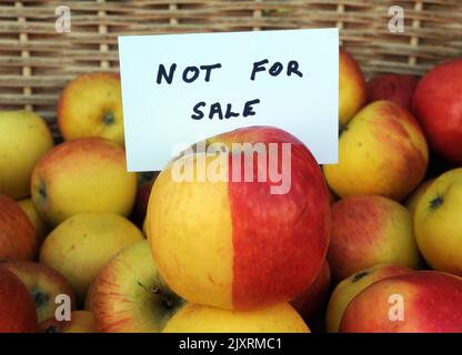 Der grüne Lebensmittelhändler Wayne Ames war erstaunt, als seine Lieferung von Pink Lady Apples eine Nachbildung des Apple aus Snow White mit einer grünen Wange und einer rosigen Wange auftauchten. Die Königin verkleidet, als die böse Hexe die rote Seite vergiftete und Schneewittchen angeboten hat, aber Wayne geht keine Chance, dass sein Apfel nicht zum Verkauf steht. Der Pink Lady Apfel ragte vom Rest in der Box mit einer perfekten Linie, die die beiden Hälften des Apfels trennte, genau wie in Snow White. Als er in Waynes Geschäft Southsea Fruit und Veg, Albert Road, Southsea, auftauchte, sagte Hants Wayne: ''der Apfel ist gerade in meinem normalen Delive aufgetaucht Stockfoto