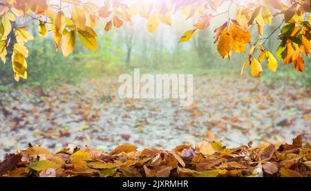 Wunderschöne Herbstlandschaft mit Bäumen und Sonnenaufgang. Farbenfrohe Blätter im Wald. Fallende Blätter und natürliche Waldweg Hintergrund Stockfoto