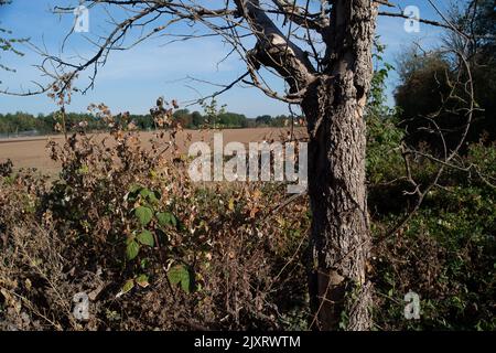 Taplow, Buckinghamshire, Großbritannien. 14.. August 2022. Viele Bäume beginnen zu sterben, da die Dürre nach zwei Hitzewellen andauert. Quelle: Maureen McLean/Alamy Stockfoto