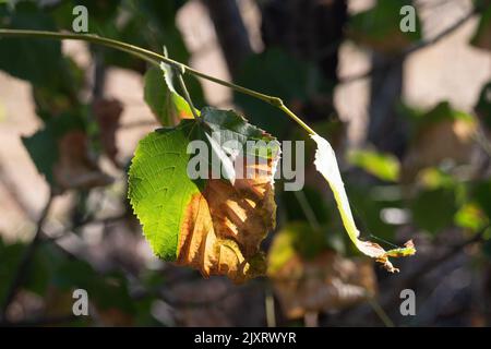 Taplow, Buckinghamshire, Großbritannien. 14.. August 2022. Die Baumblätter beginnen sich zu bräunen, wenn sich die Dürre verschlechtert. Quelle: Maureen McLean/Alamy Stockfoto