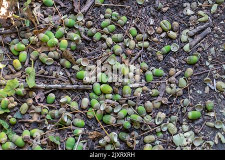 Taplow, Buckinghamshire, Großbritannien. 14.. August 2022. Eicheln, die während der Dürre von einer Eiche zu Boden gefallen sind. Quelle: Maureen McLean/Alamy Stockfoto