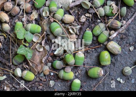 Taplow, Buckinghamshire, Großbritannien. 14.. August 2022. Eicheln, die während der Dürre von einer Eiche zu Boden gefallen sind. Quelle: Maureen McLean/Alamy Stockfoto