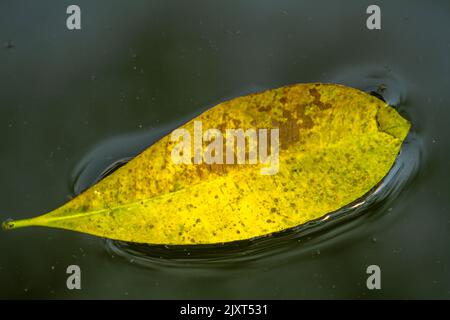 Ein Blatt mit einer Kombination aus Grün und Gelb schwimmt auf der Oberfläche des leicht schmutzigen Wassers, die abgefallenen Blätter fallen in das Teichwasser Stockfoto